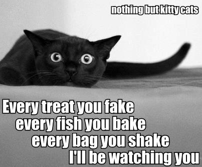 Image result for funny black cat memes